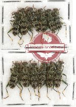 Scientific lot no. 48 Cleridae (12 pcs)