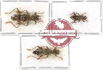 Scientific lot no. 47 Cleridae (3 pcs)