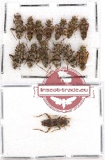 Scientific lot no. 49 Cleridae (14 pcs)