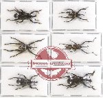 Scientific lot no. 244 Curculionidae (6 pcs)