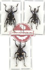 Scientific lot no. 243 Curculionidae (3 pcs)