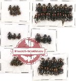 Scientific lot no. 339 Coprophaga (Onthophagus) (40 pcs)