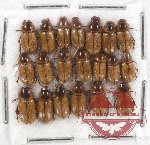 Scientific lot no. 334 Coprophaga (Aphodiini) (20 pcs)