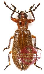 Enopliinae sp. 8 (A-)