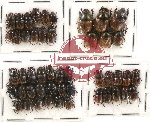 Scientific lot no. 335 Coprophaga (49 pcs)