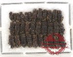 Scientific lot no. 329 Coprophaga (Rhyparus) (32 pcs)