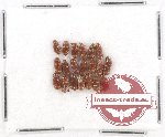 Scientific lot no. 347 Coprophaga (Aphodiini) (20 pcs)