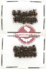 Scientific lot no. 344 Coprophaga (Onthophagus) (24 pcs)
