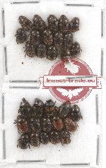 Scientific lot no. 343 Coprophaga (Onthophagus) (30 pcs)