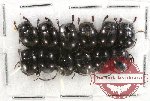 Scientific lot no. 340 Coprophaga (Canthonini) (12 pcs)