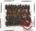 Scientific lot no. 331 Coprophaga (Aphodiini) (38 pcs)