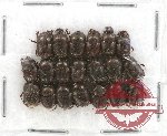 Scientific lot no. 345 Coprophaga (Onthophagus) (20 pcs)