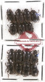 Scientific lot no. 341 Coprophaga (Onthophagus) (15 pcs)