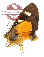 Scrobigera proxima clymene (A2)