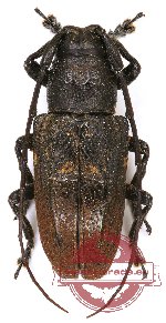 Lamiinae sp. 27