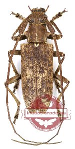 Acalolepta ampliata ssp. (A-)