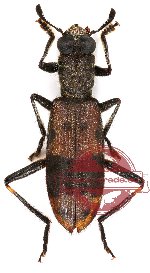 Omadius mediofasciatus