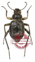 Tenebrionidae sp. 60A