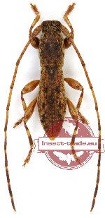 Coresthetopsis proxima Breuning, 1940 (A2)