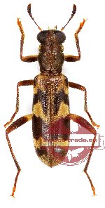 Omadius sp. 1