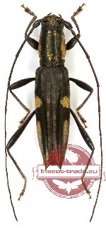 Leptonota comitessa (White, 1855)