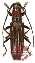 Nemaschema sanginicolle (Chevrolat, 1857)