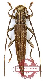 Enicodes fichtelii (Schreibers, 1802)