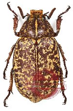 Polyphylla tonkinense