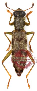 Omadius sp. 3