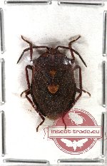 Pentatomidae sp. 5 (10 pcs A-, A2)