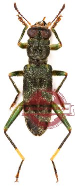 Omadius sp. 5