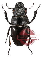 Odontolabis latipennis