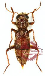 Omadius sp. 7