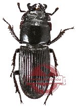 Nigidius sp. 4