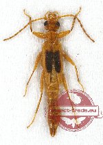 Cantharidae sp. 10