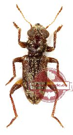 Omadius sp. 8