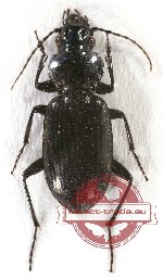 Pterostichini sp. 1