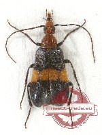 Meloidae sp. 6