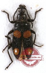 Lagriidae sp. 14 (A2)