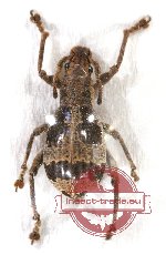 Curculionidae sp. 71 (A2)