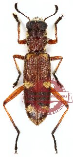 Omadius sp. 11