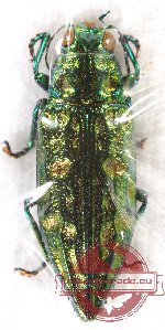 Chrysodema sp. 24