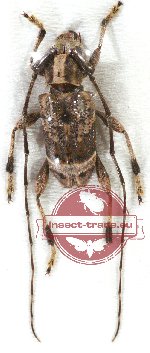 Meton granulicollis ssp. tenimberensis (A2)