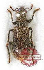 Cleridae sp. 16