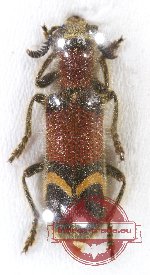 Cleridae sp. 14