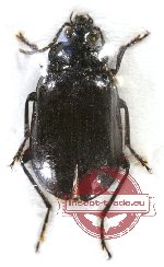 Lebiinae sp. 11 (A-)