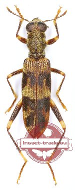 Omadius sp. 14