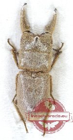 Foraminius prforatus sabanus