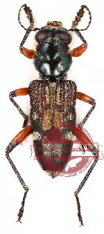 Cleridae sp. 4 (8 pcs A-, A2)