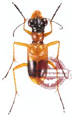 Therates fulvicollis (A-)